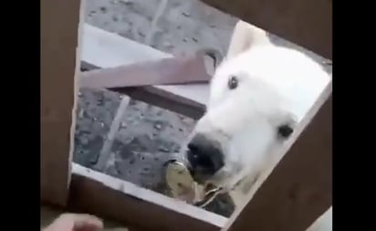 Oso polar busca ayuda con humanos para sacarse una lata atorada en su lengua