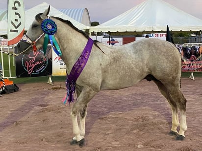 “El Plateado” campeón de campeones en caballos de SB