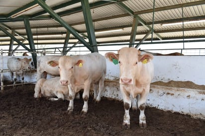 López Obrador desaparece programa  de Concurrencia que beneficiaba el campo