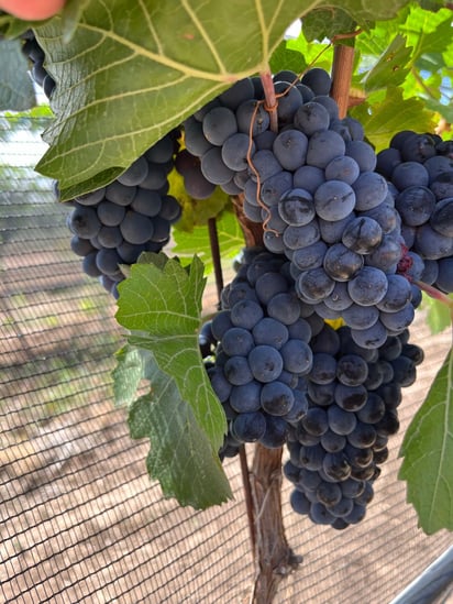 Va Bodega San Juan por más uvas