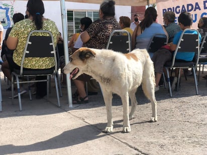 10 reportes de perros con garrapatas recibe diariamente el departamento de Control Animal de Monclova 