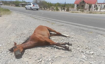 Tráiler arrolla yegua en el Ejido el Oro