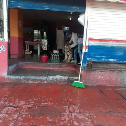 Tigre deambula las calles de Hidalgo causando pánico a los habitantes