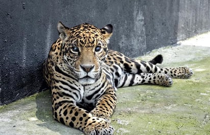 ZooLeón albergará seis felinos rescatados de santuario del Ajusco