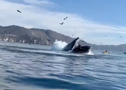 Viral: Ballena casi se devora a dos turistas