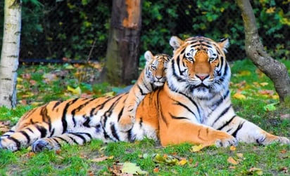 Día Internacional del Tigre: La importancia de proteger a esta especie