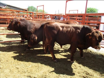 Sequía, aumento de insumos y falta de apoyos encarecieron la carne