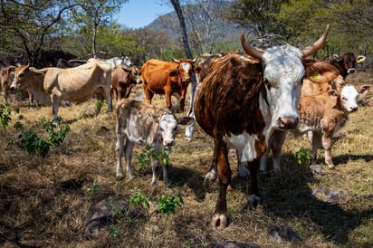 Productores del campo son afectados por falta de lluvias 