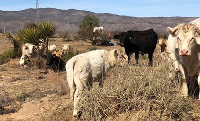 El campo y productores son afectados por falta de lluvia