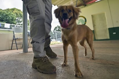 Perrita cruzó el Atlántico como ‘polizona’ en un buque y sobrevivió así por 40 días