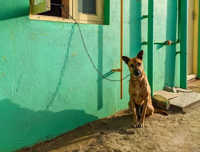 Indemnizan con 250 mil pesos a hombre que enfermó por el ruido de 'los perros vecinos': GRANADA ESPAÑA