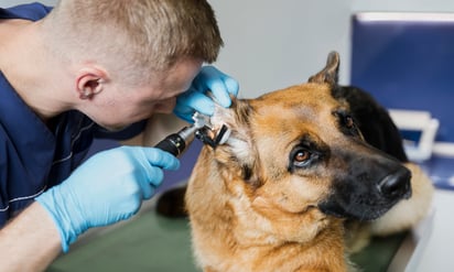 Necesario contar con médico veterinario las 24 horas del día 