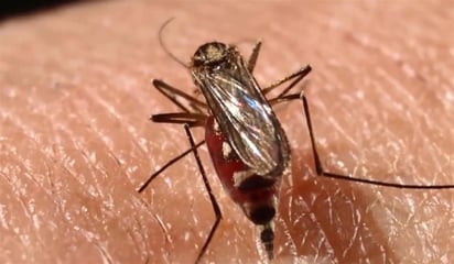 En julio se registraron dos casos de dengue autóctono en Miami-Dade