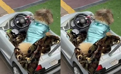 Viral: perrito llega con estilo  una a kermés en su auto