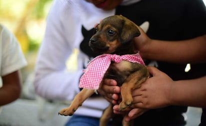 Con pasarela de adopción buscan que perros encuentren una familia