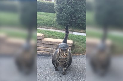 Viral. Gato musculoso desata furor en redes