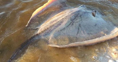 Reportan seis ataques de mantarrayas en puerto Progreso