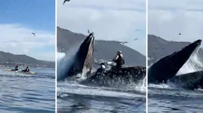 ¿Qué hacer si alguna vez te traga una ballena?