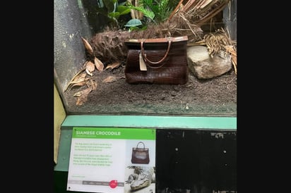 Exhibe zoológico bolso hecho con piel de reptil casi extinto en lugar de la especie