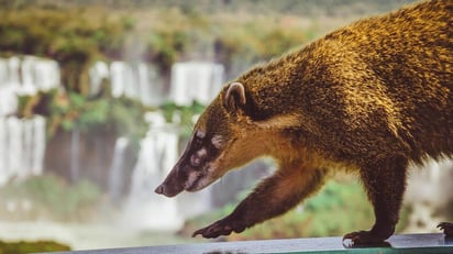 Coatí causa pánico a vecinos de calles de Guadalajara