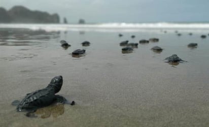 Suman 40 mil crías de tortuga reintegradas a su hábitat en Yucatán