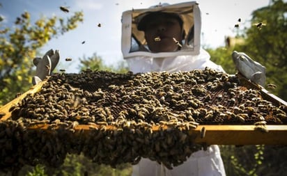 Apicultores de Oaxaca llaman a reducir agroquímicos