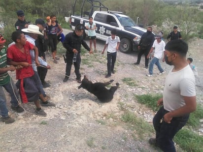 Un osezno es amarrada y asfixiada en Castaños 