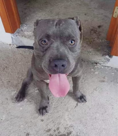 En Piedras Negras existe gran número  de perros pitbulls