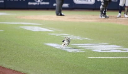 Partido de la LMB entre Sultanes y Tecolotes fue interrumpido por un tierno gato