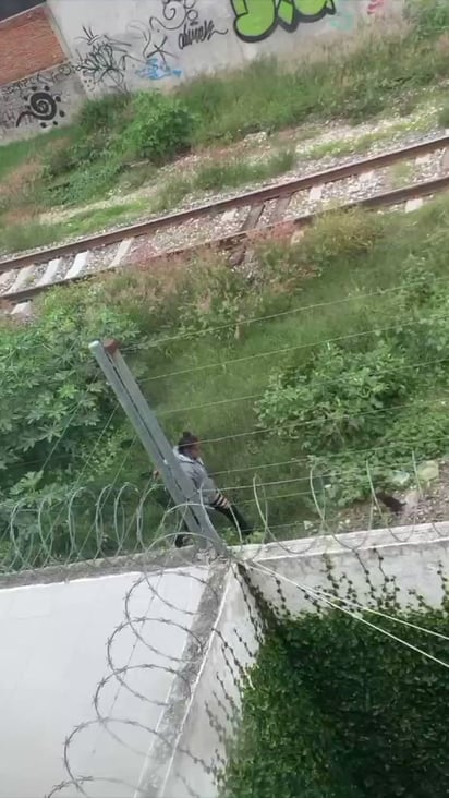 Abandonan a perritos en las vías del tren de Puebla