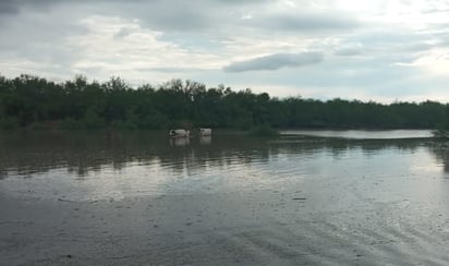 Productores del campo esperan mas lluvias para la siembra de avena: maquiladoras, trabajadores,  obra