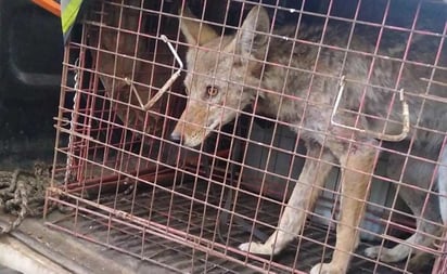 Hallan cría de coyote en inmediaciones de Bachilleres del Estado de México