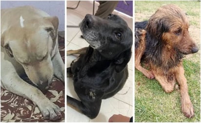 Buscan a 'el psicópata de los perros'; mutila a lomitos para luego abandonarlos en un canal