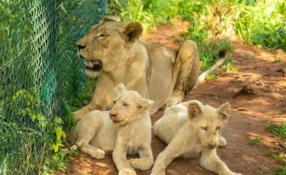 Leones matan a hombre que intentó robar a sus cachorros en zoológico de Ghana