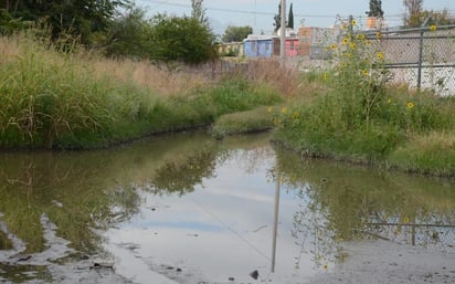 Mosquitos tienen mayor presencia a causa de las lluvias 