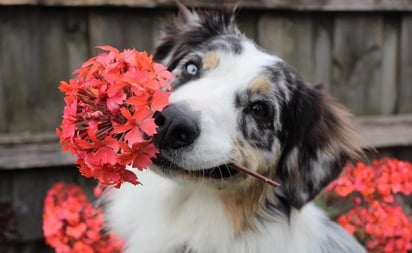  Plantas más comunes que son dañinas y venenosas para los perros