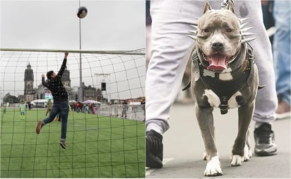 Niño sufre feroz ataque de perro al entrar a robar en una cancha de futbol