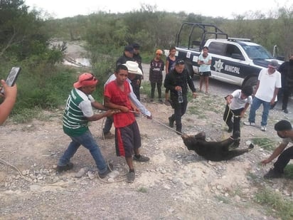 Familia acusada de asesinar cría de oso es requerida por la PGR