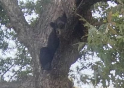 Oso camina por calles de Sacramento y descansa en árbol de la Plaza Principal