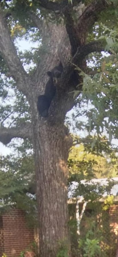 Oso caminaba por calles de Sacramento en busca de comida y agua