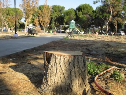 La plaza del compositor queda desierta por poda