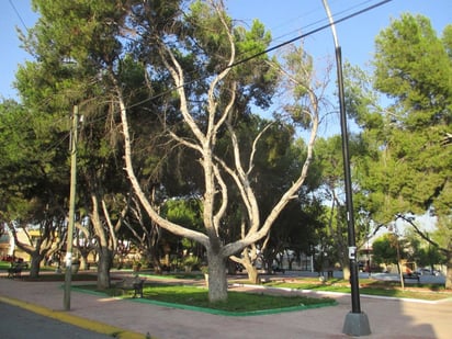 Plaga se expande en plazas con arbolado adulto