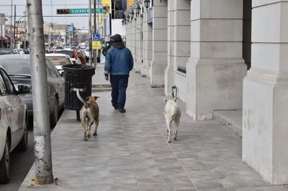 Sobrepoblación canina ya es un problema social