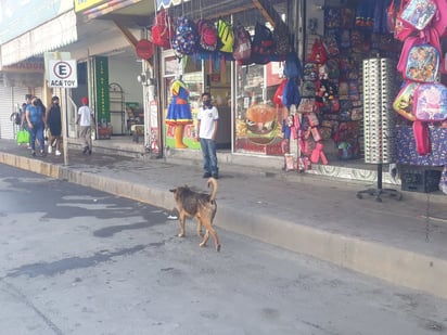 Sobrepoblación canina:  Ya es un problema social