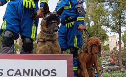 ¡Suave batallón! 'Max' y perritos del Ejército desfilarán en el Zócalo