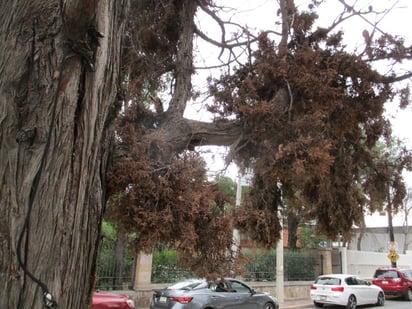 Avanza plaga en plazas públicas