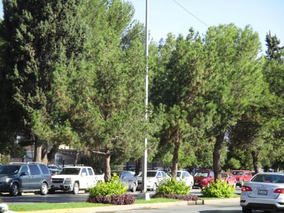 La zona universitaria es el epicentro de la plaga de las coníferas