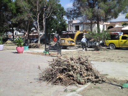 Los árboles siguen muriendo en Saltillo 