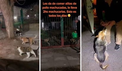 Joven acompaña a su padre de madrugada para alimentar a perros y gatos de la calle