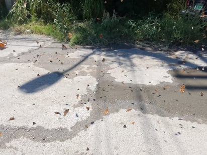 Falsa monarca inunda las calles de Piedras Negras